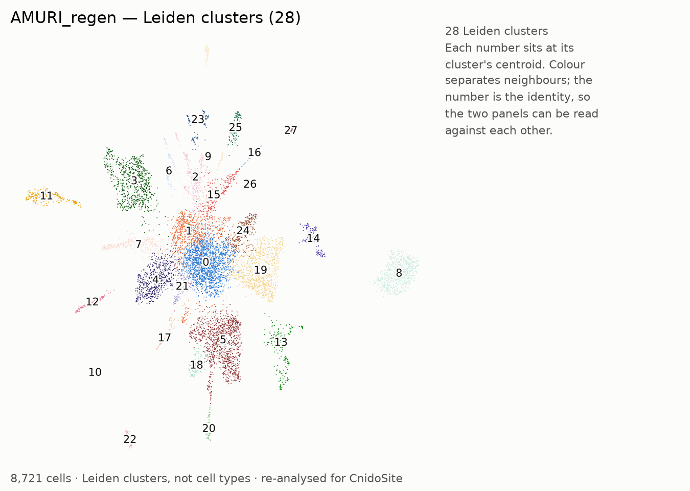 UMAP of the re-analysed AMURI_regen, coloured by Leiden cluster, each labelled with its number