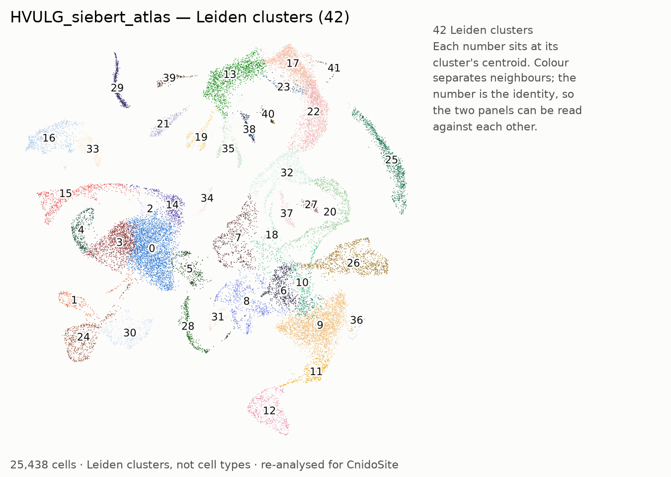 UMAP of the re-analysed HVULG_siebert_atlas, coloured by Leiden cluster, each labelled with its number