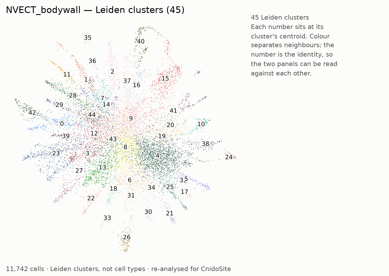 UMAP of the re-analysed NVECT_bodywall, coloured by Leiden cluster, each labelled with its number
