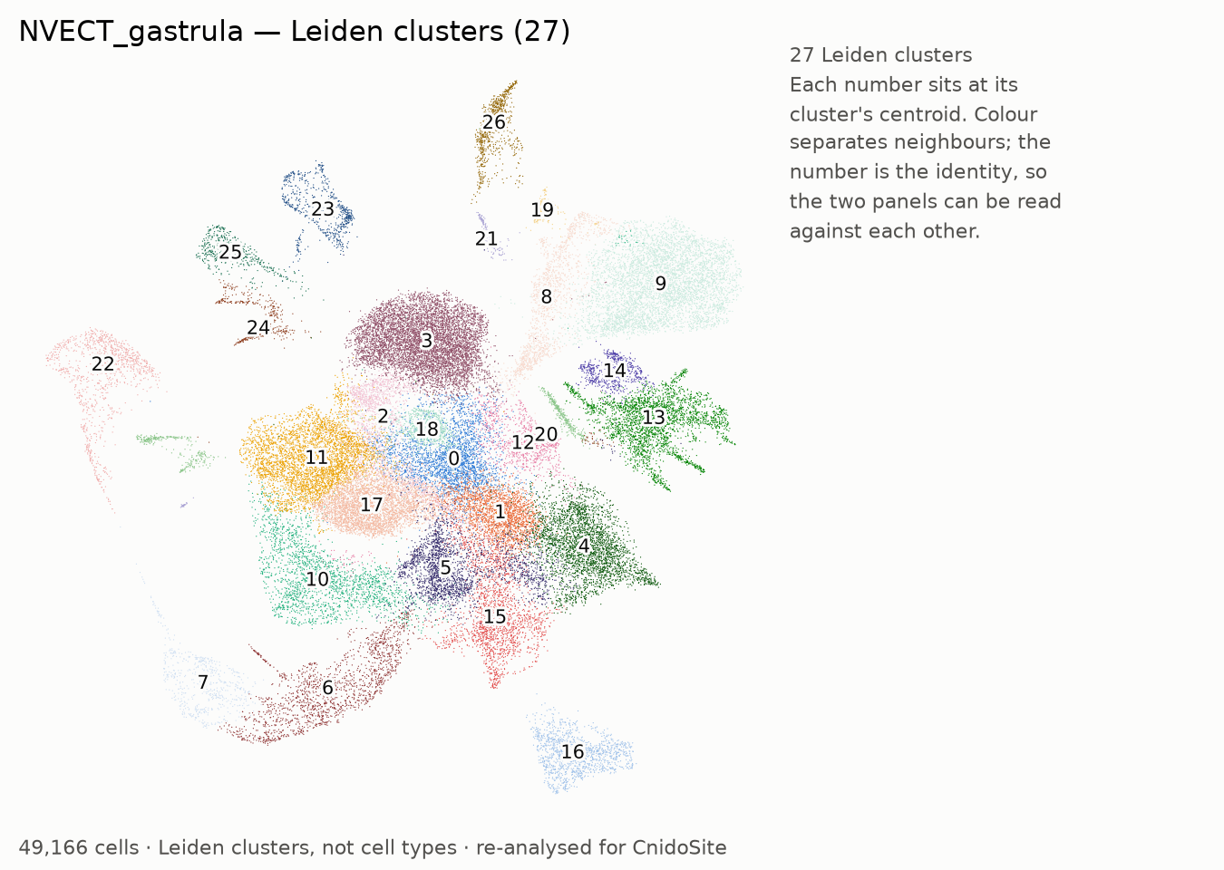 UMAP of the re-analysed NVECT_gastrula, coloured by Leiden cluster, each labelled with its number