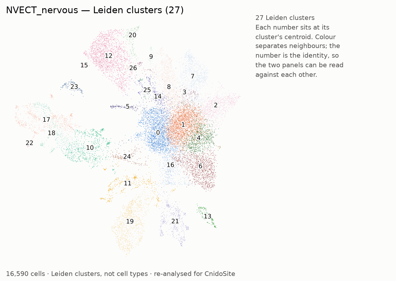 UMAP of the re-analysed NVECT_nervous, coloured by Leiden cluster, each labelled with its number
