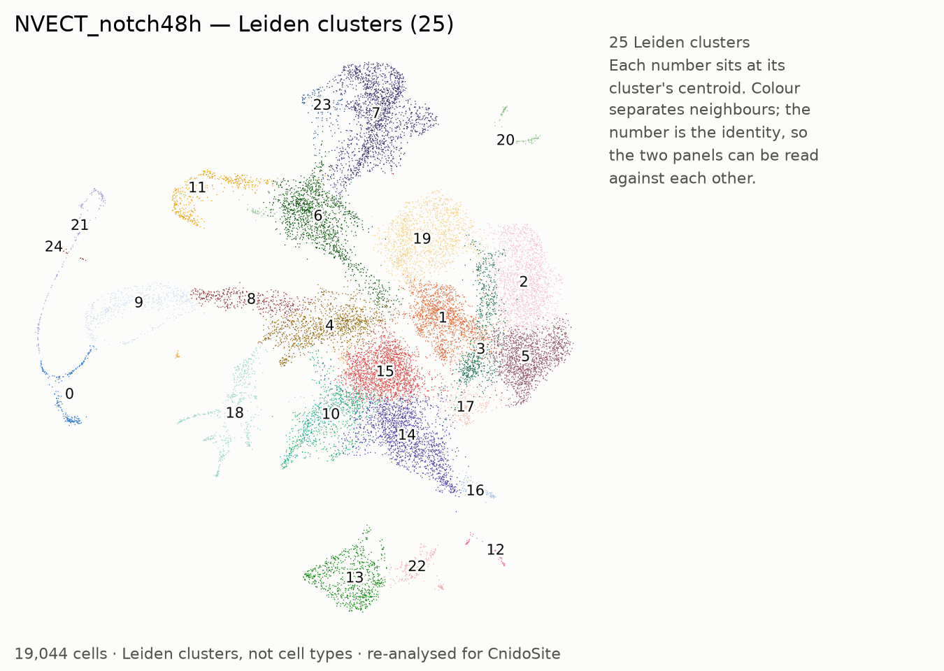 UMAP of the re-analysed NVECT_notch48h, coloured by Leiden cluster, each labelled with its number
