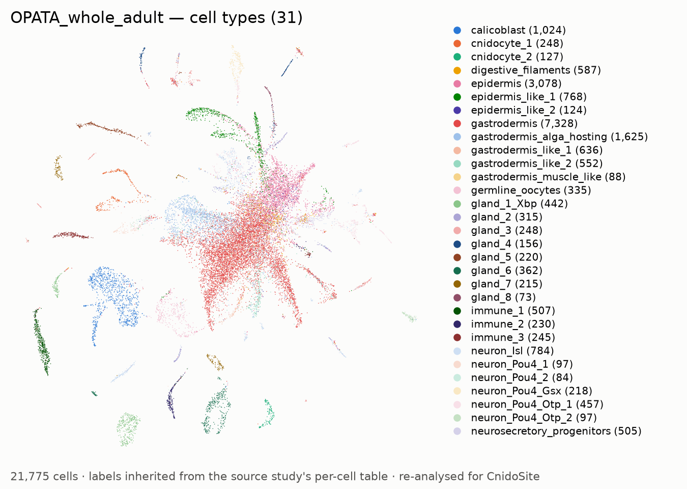 UMAP of the re-analysed OPATA_whole_adult, coloured by annotated cell type, with a legend naming each type
