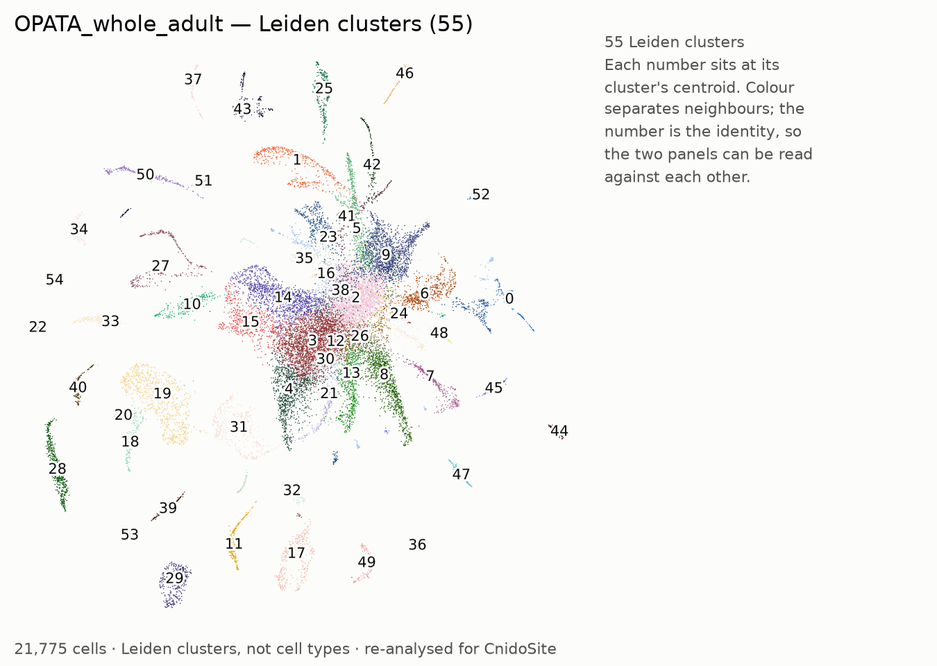 UMAP of the re-analysed OPATA_whole_adult, coloured by Leiden cluster, each labelled with its number