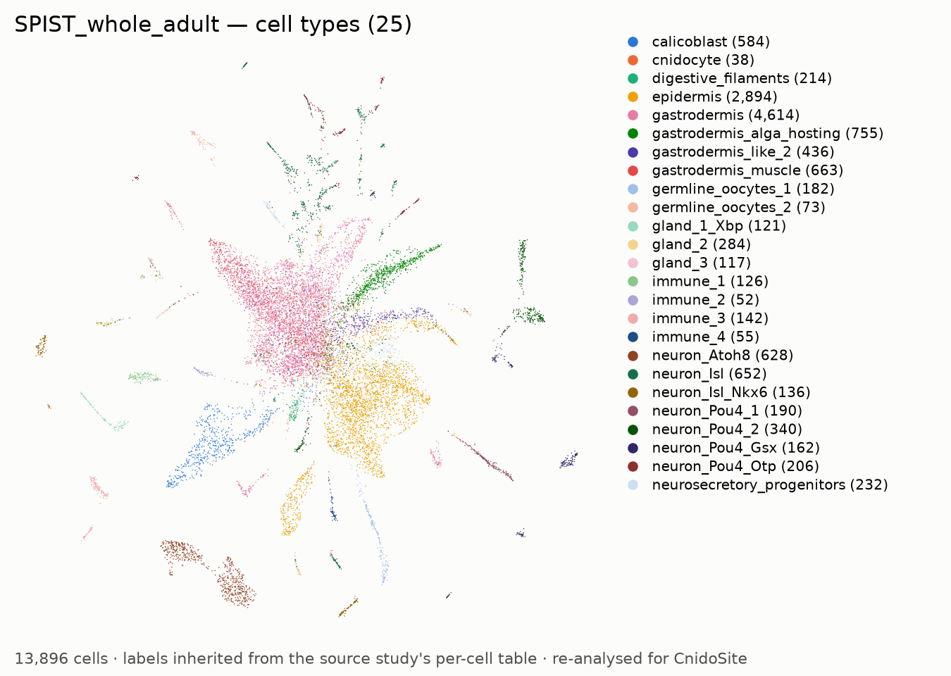 UMAP of the re-analysed SPIST_whole_adult, coloured by annotated cell type, with a legend naming each type