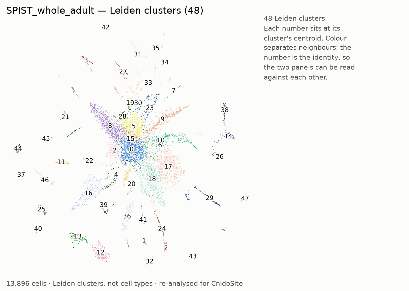 UMAP of the re-analysed SPIST_whole_adult, coloured by Leiden cluster, each labelled with its number